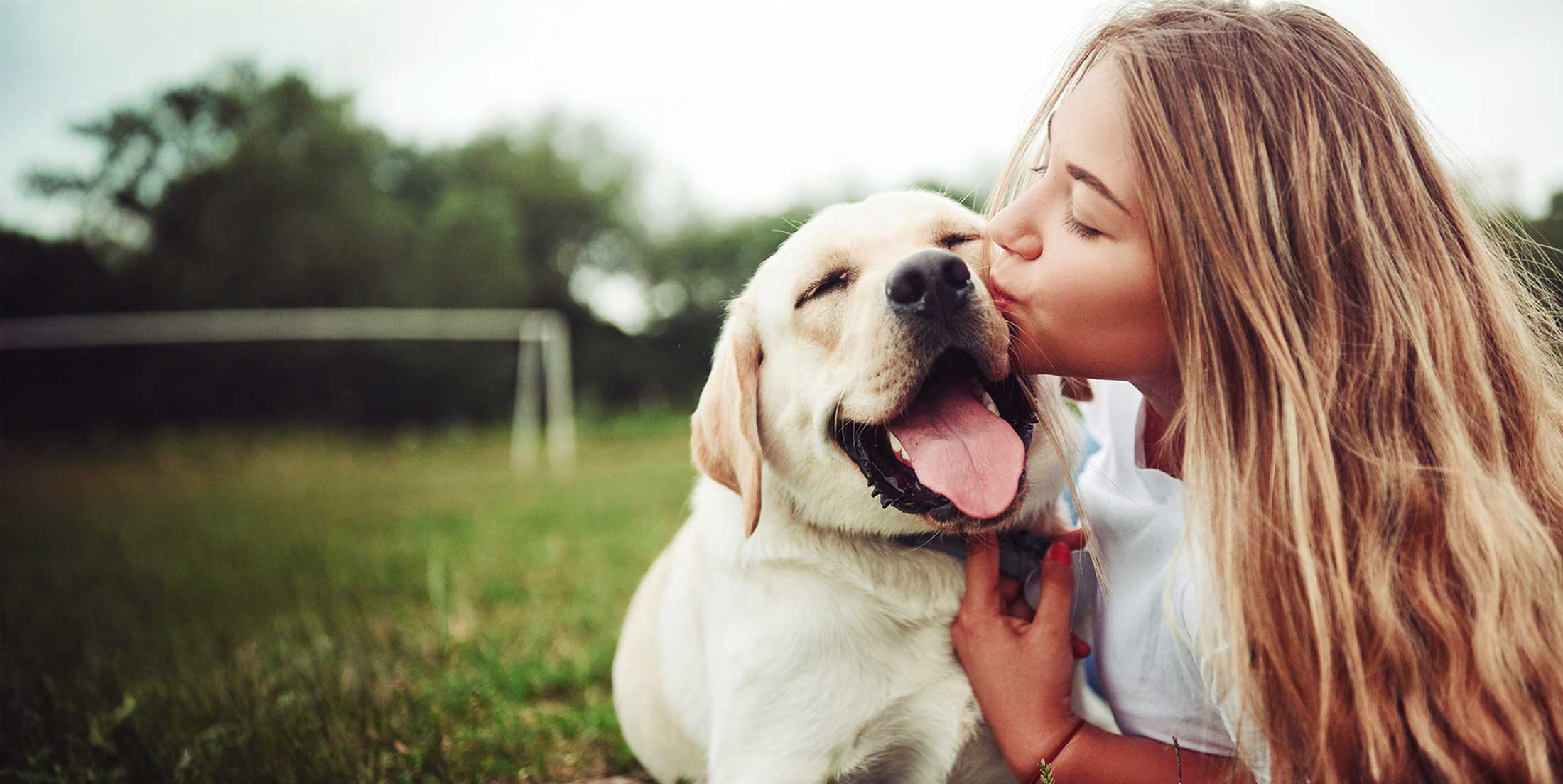 So baust du bei deinem Hund das Immunsystem auf. Beuge Krankeheiten vor