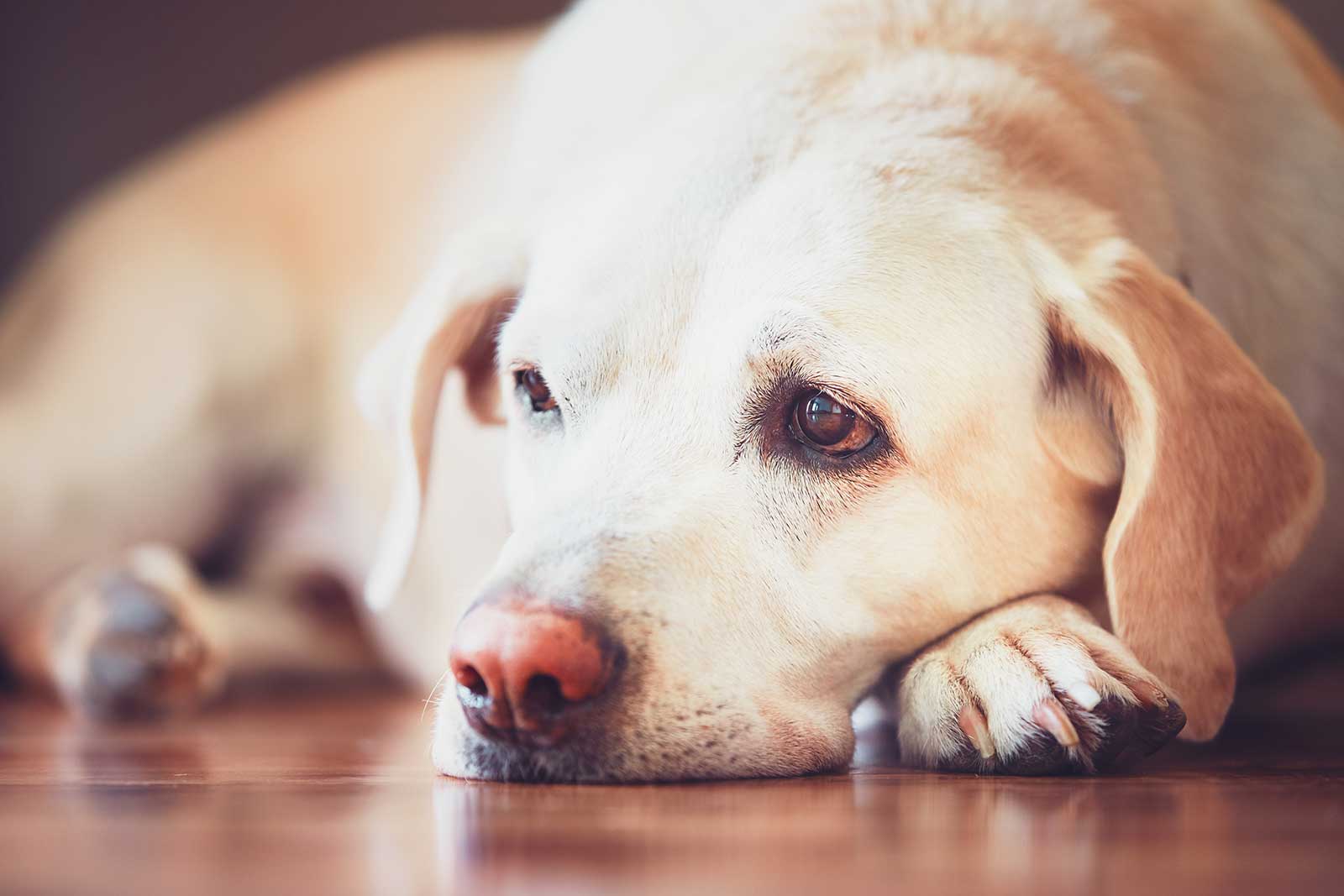 Fragen, Antworten und Lösungen bei Allergien und Unverträglichkeit bei Hunden