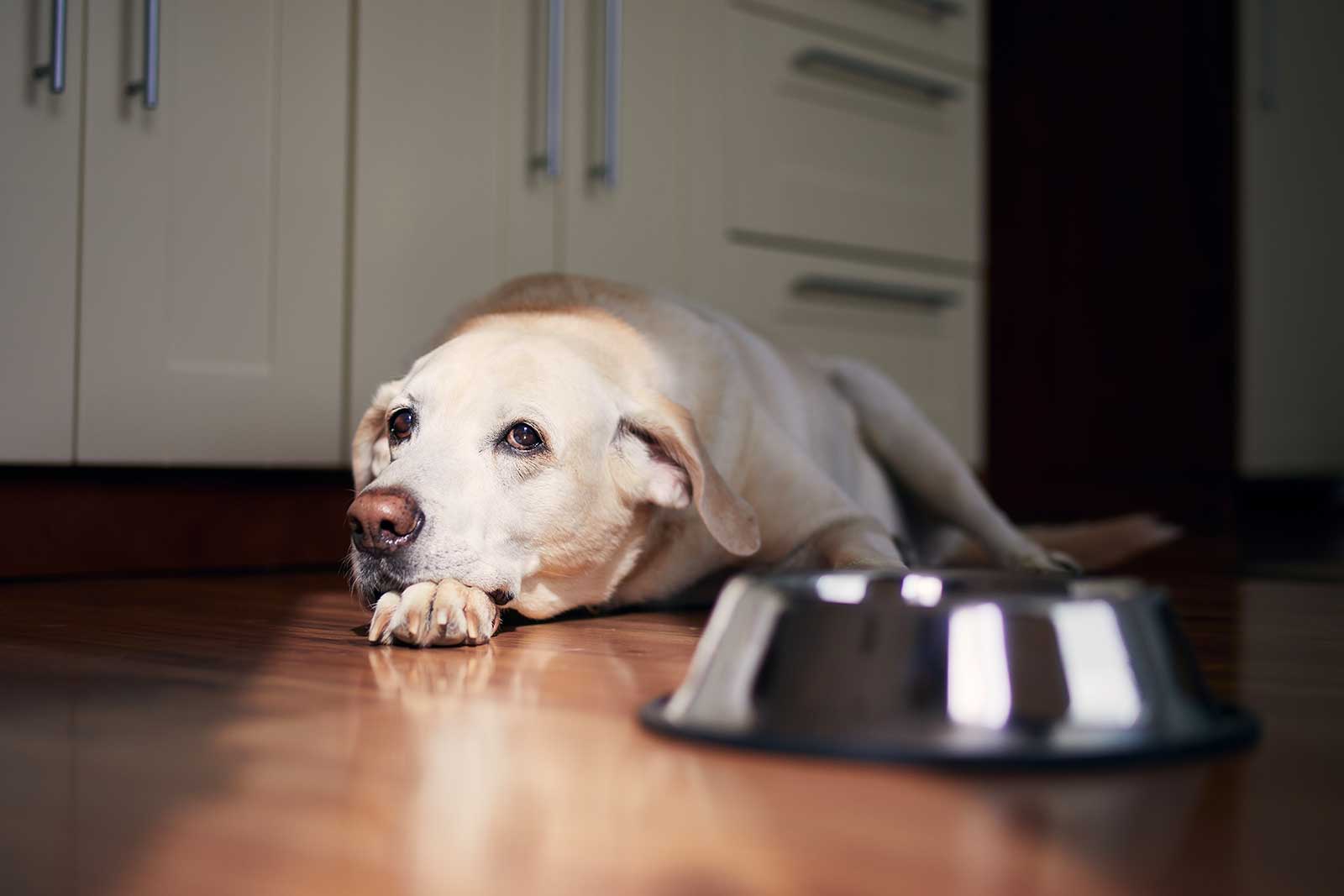 Arthrose bei Hunden - Fakten-Check & Symptome lindern