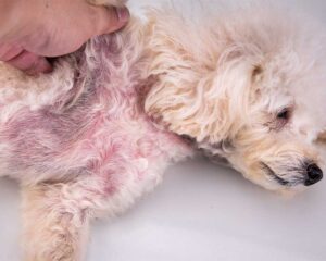 Hautprobleme durch Allergie oder Unverträglichkeit bei Hund