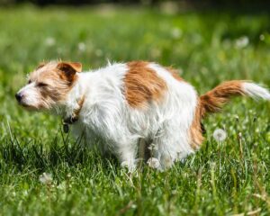 Durchfall und Verdauungsprobleme durch Futter-Unverträglichkeit bei Hund