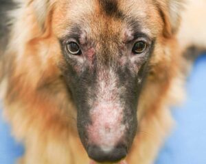 Rote Flecken und Haut-Probleme durch Futter-Unverträglichkeit bei Hund