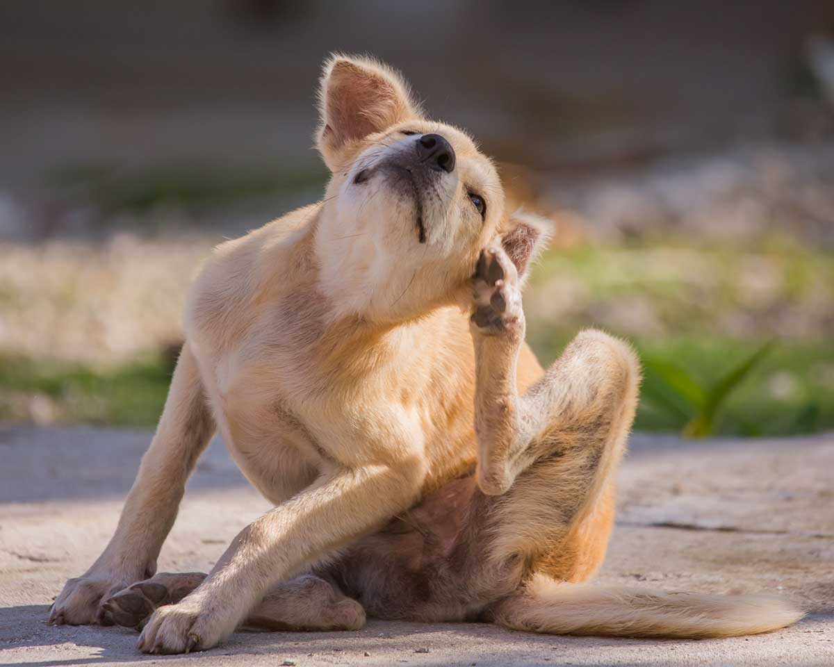 Juckreiz durch Allergie oder Unverträglichkeit bei Hund