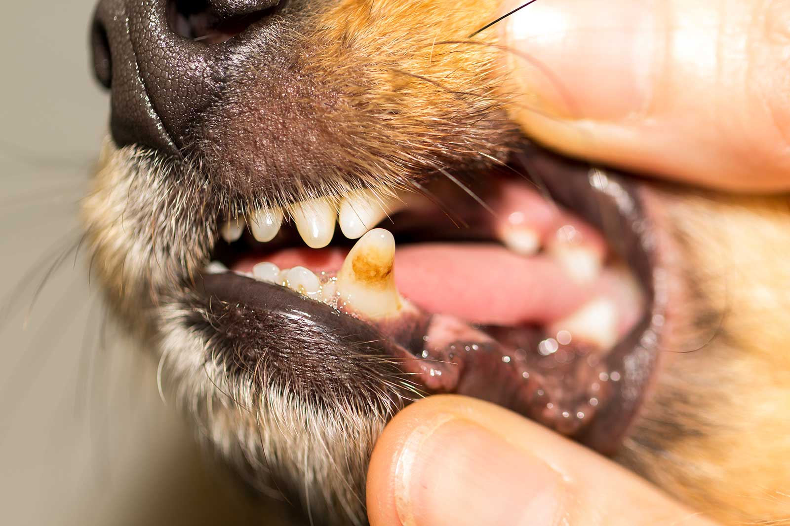 Fakten, Ursachen und Lösungen bei Hunden mit Mundgeruch / Maulgeruch