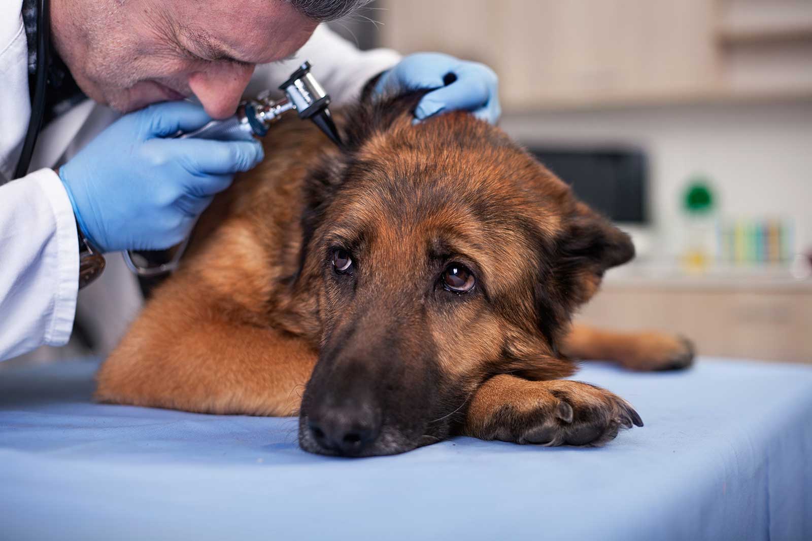 Symptome, Ursachen und Tipps bei Ohrenentzündung bei Hunden
