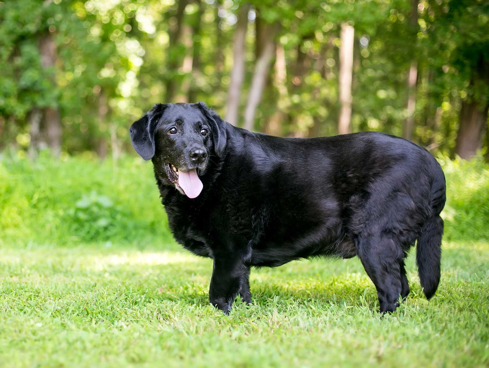 Übergewicht Hund, Fakten-Check, Ursachen, Hilfe & Lösungen