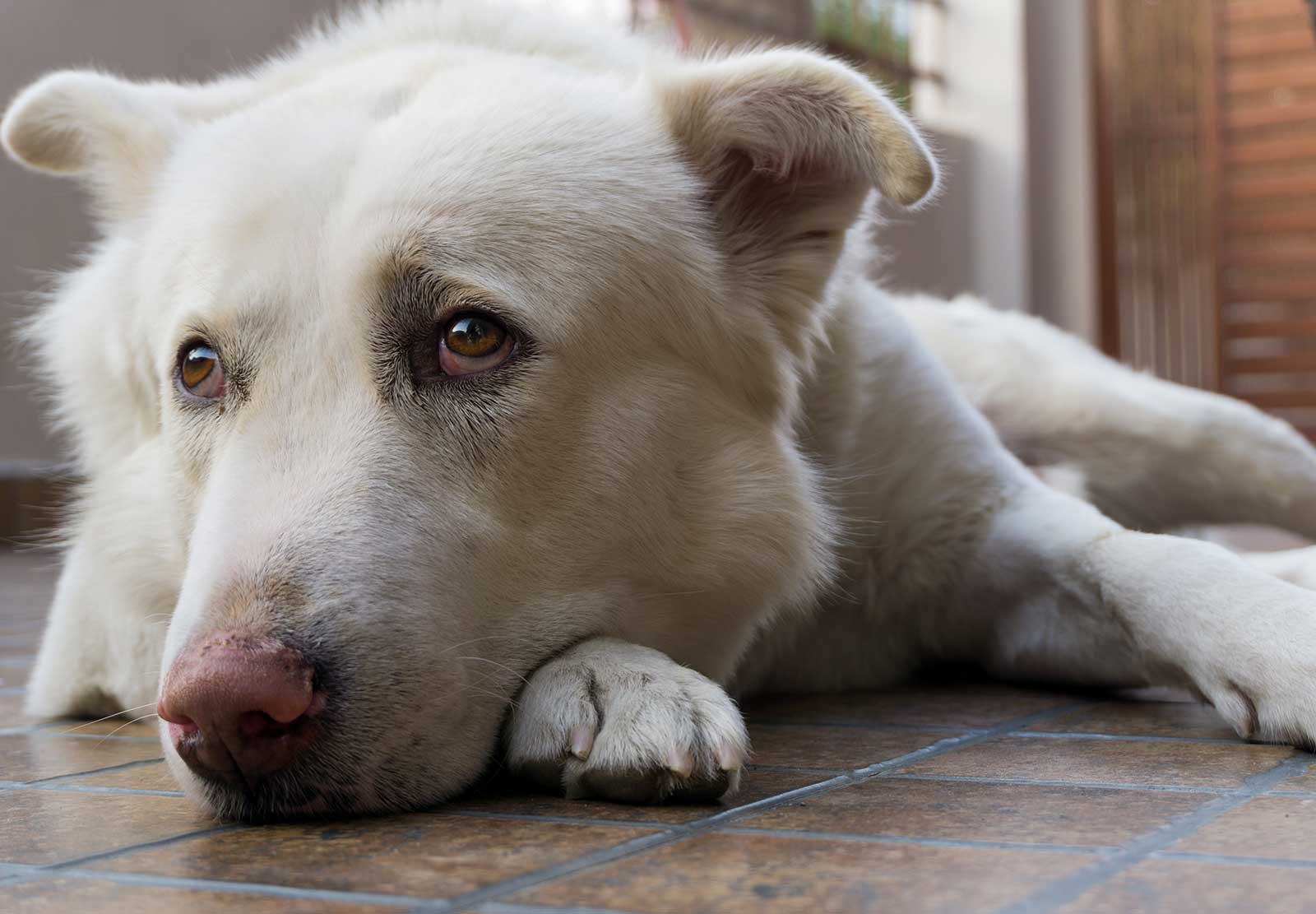 Darmflora beim Hund aufbauen.