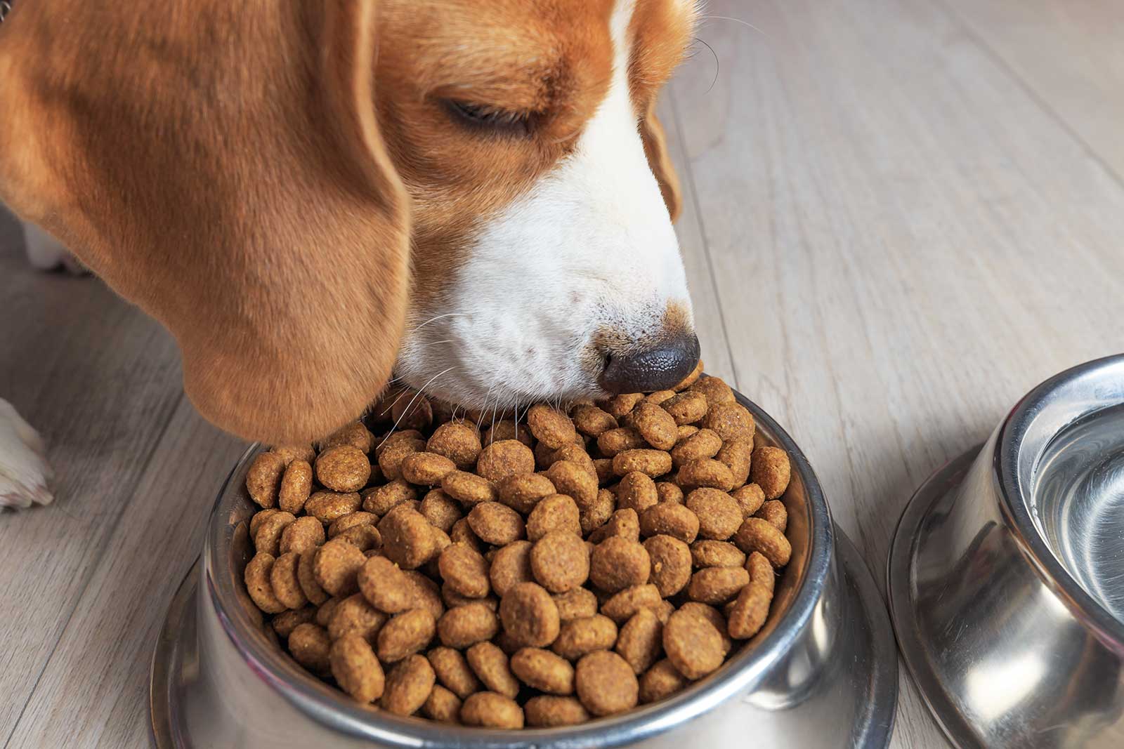 Warum Hundefutter mit hohem Fleischanteil gesünder ist.