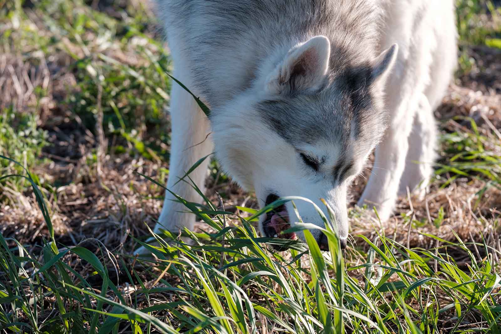 Hund frisst Gras weil er übersäuert ist
