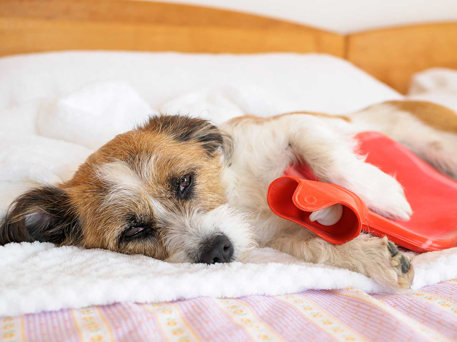 Bauchspeicheldrüsenentzündung beim Hund mit der richtigen Ernährung unterstützen