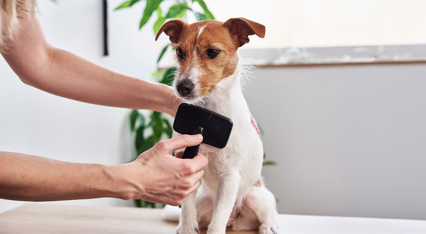 Fellwechsel beim Hund unterstützen